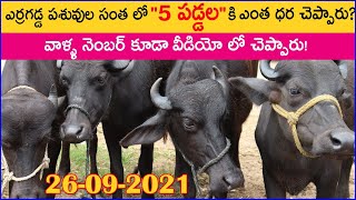 5 Heifers for Sale in Erragadda Market | ఎర్రగడ్డ పశువుల సంత లో 