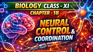 Neural Control and Coordination | Class 11 Biology Chapter 18 | Quickest Revision Ever