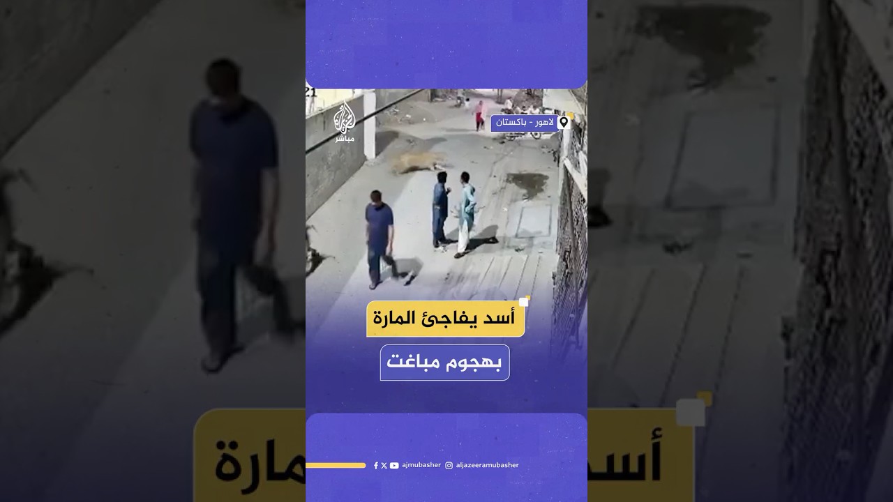 أسد هارب يهاجم امرأة وطفلين في أحد شوارع مدينة لاهور شرقي باكستان