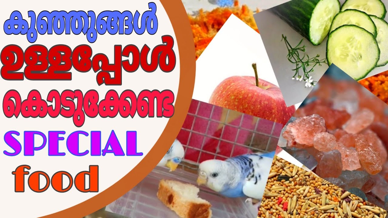 കലത്തിൽ കുഞ്ഞുങ്ങൾ ഉള്ളപ്പോൾ കൊടുക്കേണ്ട പ്രത്യേക ഭക്ഷണം||Special soft food for chicks||R&B MEDIA