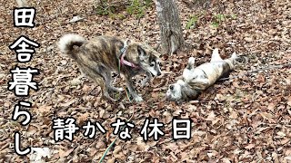 Living in the countryside with my dog and cat/I feel depressed because the weather forecast is wrong by 犬と猫と小さな家   Country Life in Hokkaido 2,775 views 1 month ago 9 minutes, 42 seconds