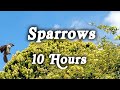 Sparrows In The Tree Tops Sparrows Bird Ambience 10 Hours 