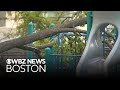 Tree falls on Melrose playground, injuring two children, adult