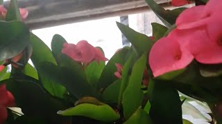 Amatör Seram , Çiçekleri Kışın Nasıl Koruruz?