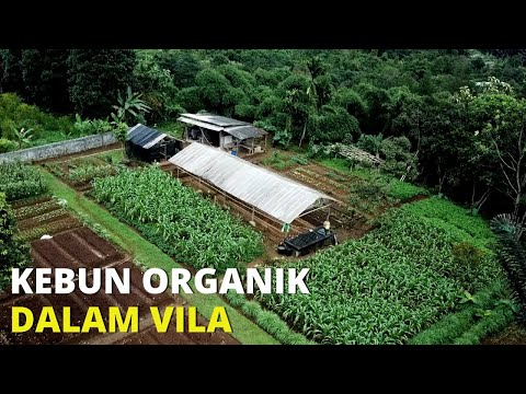 Video: Info Tanaman Selada 'Oscarde' - Tips Menanam Selada Oscarde Di Kebun
