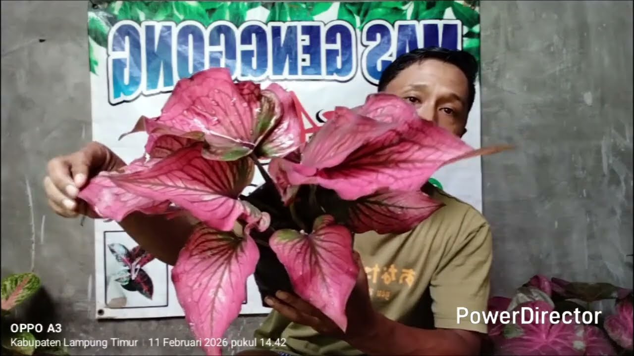 Banyak aglonema dan kladi +6381770231581 & +6285664845584