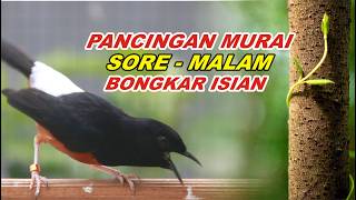 🔴 LIVE 32 - PANCINGAN MURAI BATU MALAM HARI FULL ISIAN TEMBAKAN , AMPUH MELATIH MURAI BONGKAR ISIAN