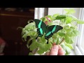 куколка и имаго бабочки Papilio palinurus (парусник Палинур)