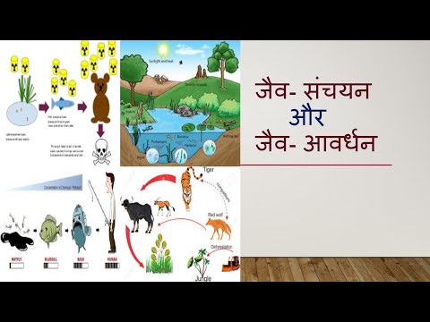 वीडियो: क्या जैव संचय हमेशा जैव आवर्धन की ओर ले जाता है?