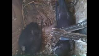 Violet-green Swallow - BirdyPi Live Stream