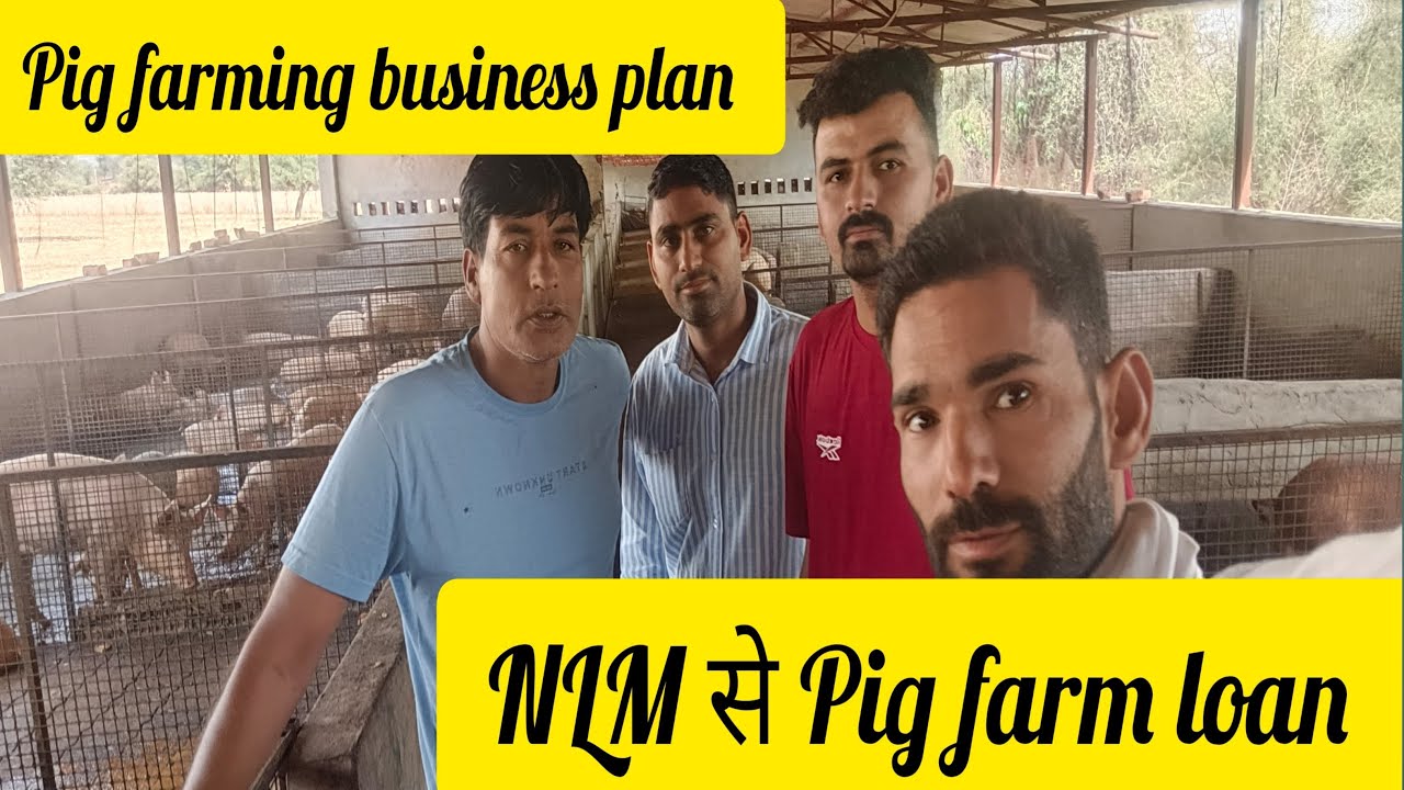 NLM से Pig farm loan 50+5 Pig's 30 lakh loan 15 lakh subsidy । New Pig farming business plan 