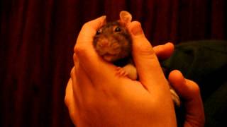 2011-12-17_020+.AVI