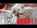 猫のシワ汚れとの戦い、ゴシゴシ拭き、お風呂に入れたら大変な姿に