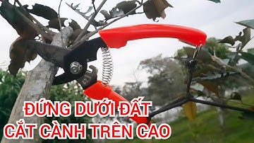 CÁCH CẮT TỈA CÀNH TRÊN CAO MÀ KHÔNG CẦN ĐẾN THANG HOẶC LEO LÊN CÂY BẠN SẼ KHÔNG NGỜ ĐÂU