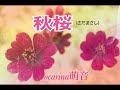 秋桜(さだまさし) 趣味オカリナ練習
