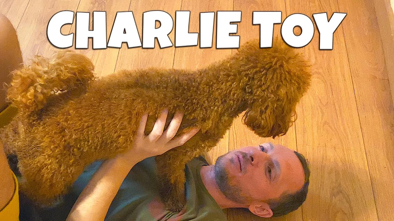 Red Toy Poodle's Clever Tricks and Playtime with Charlie Toy