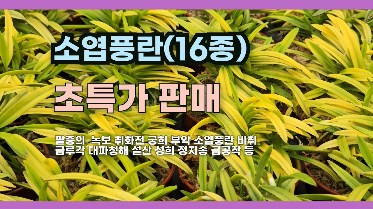소엽풍란 16종 파격 할인판매