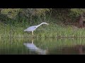 Цапля охотится. Серая Цапля. Birdwatching