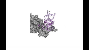 What is a SOMAmer?  Why should you care?