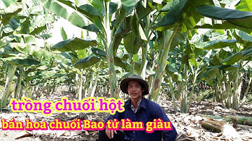 Trồng chuối hột ,bán bắp chuối bao tử, Mang lại kinh tế cao