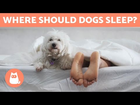 سگ من کجا باید بخوابد؟ 🐶💤 5 شرط برای استراحت سالم