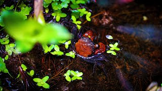 Can Vampire Crabs Live Underwater
