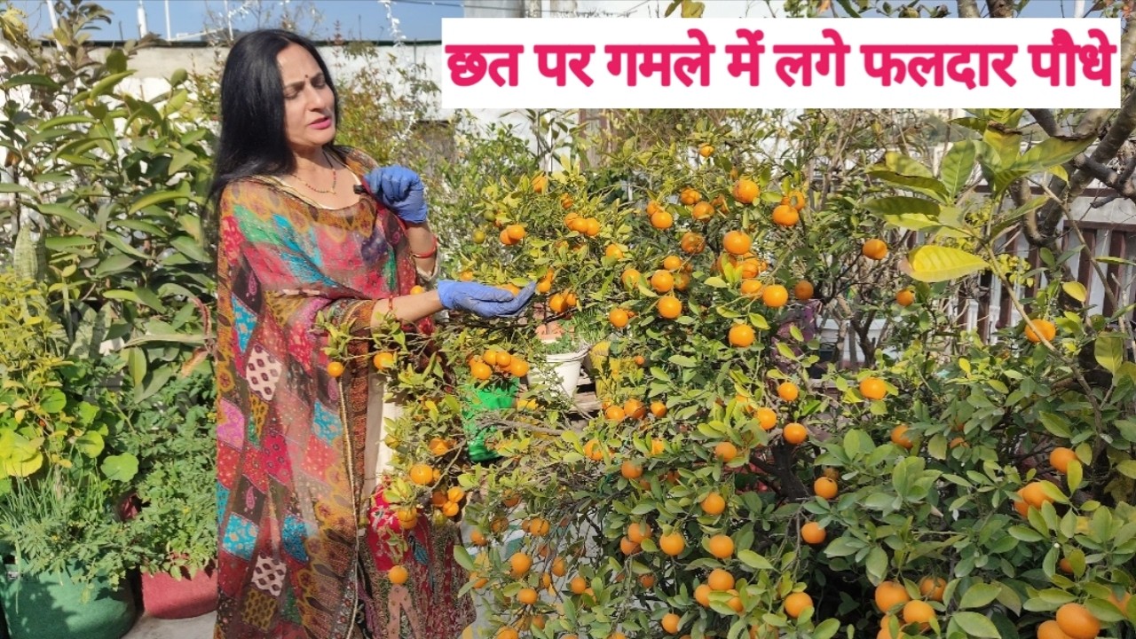 गमले में उगाने के लिए सर्वोत्तम फलदार पौधे  | Rashmi's World - Create to Decorate