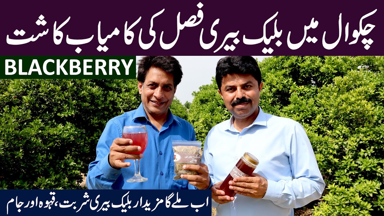 Blackberry Successful Cultivation in Pakistan | Value addition of Blackberry JAM, SQUASH & TEA