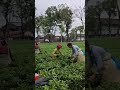 Tea Leaf Plucking