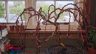 Weeping willow Bonsai Tree Update, not good news
