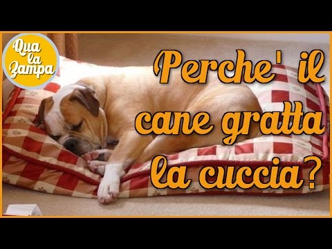 Video: Come Trovare La Cuccia Giusta Per Le Esigenze Del Tuo Cucciolo?