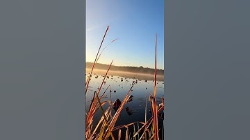 Duck Hunting. #duckhunting #waterfowl #duck
