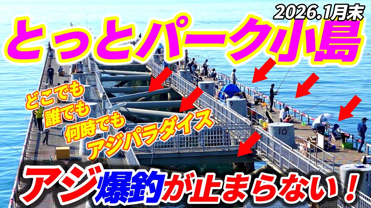 必見‼️【とっとパーク小島】真冬でもアジが大爆釣し続けるスゴ過ぎる海釣り公園‼️