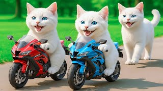 Mama Cat Trims Fur on the Farm and Makes Tiger Hat For Kittens At Home🐾🎩🐯