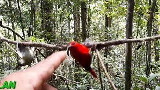 Mikat burung sepah raja sikatan pakai mp3