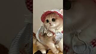 Download Lagu KU SKIP DULU PACAR BARU🐈#cat #cats #imut #lucu #cute #kucing #kucinglucu #funny #funnycats #shorts MP3 Download Lagu KU SKIP DULU PACAR BARU🐈#cat #cats #imut #lucu #cute #kucing #kucinglucu #funny #funnycats #shorts MP3