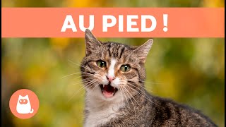 Miaulements pour ATTIRER LES CHATS 🐱🔊 (Bruits pour que votre chat VIENNE)