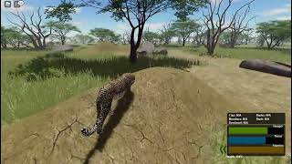 Hunting impala (WILD SAVANNA ROBLOX)