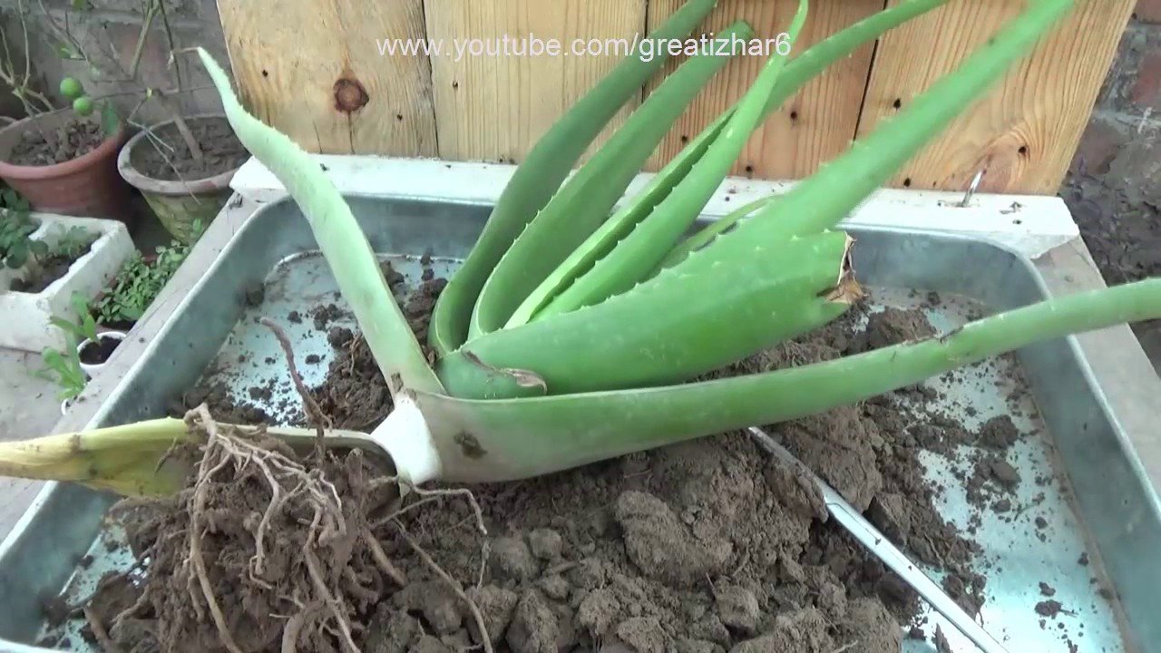 How To Grow Aloe Vera Plant At Home How To Grow Aloe Vera From
