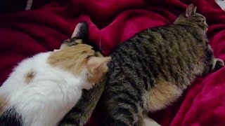 Dont Sniff My