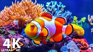 Aquarium 4K VIDEO (ULTRA HD) 🐠 Beautiful Coral Reef Fish - Relaxing Sleep Meditation Music #44