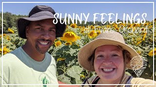 Sunflower Fields at Evans Orchard and Cider | Finding Our Spot by Finding our spot 85 views 3 years ago 4 minutes, 15 seconds