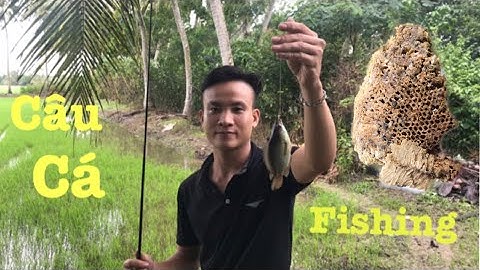 Ra Ruộng Câu Cá Rô, Bằng mồi Bén Cá Táp Quá Trời / Fishing