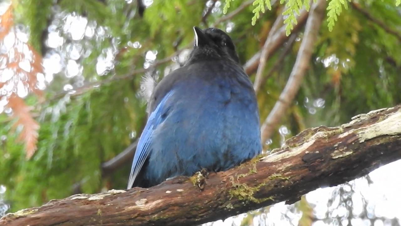 meow mix Vancouver Island vibrant blue Jay