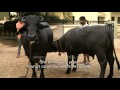 Million Dollar Bull - Asia's most expensive bovine!