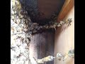 連なるミツバチ  Bees in a row.