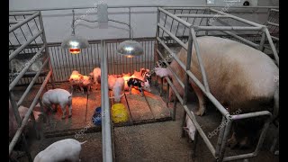 видео: Скоро опоросы. Делаю новые станки для опороса. картинка: Скоро опоросы. Делаю новые станки для опороса.