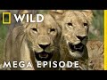 Win or die savage kingdom mega episode  season 1  nat geo wild
