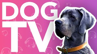 20 Hour DOG TV    Virtual Dog Walking Adventure  TV For Dogs!