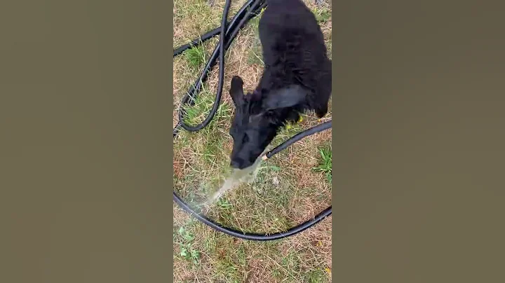 Puppy trying to eat the water